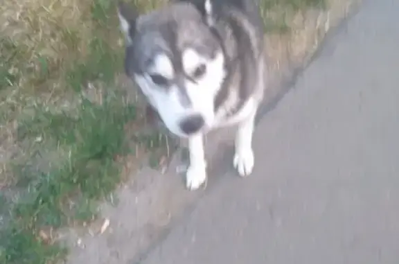 Потерянная собака в районе Новоткацкой, Серпухов
