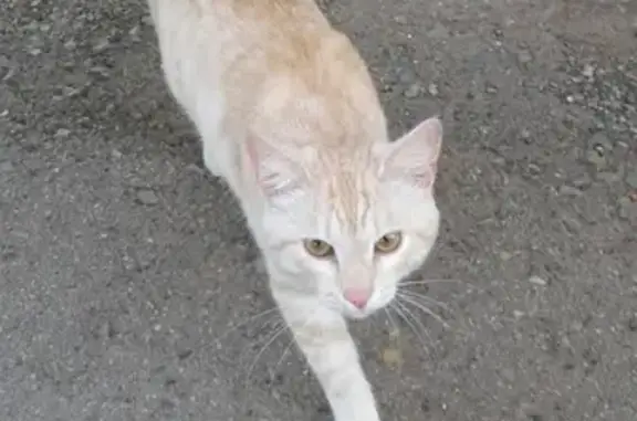 Пропала кошка Лёвка на Борьбы 67 в Кизеле!
