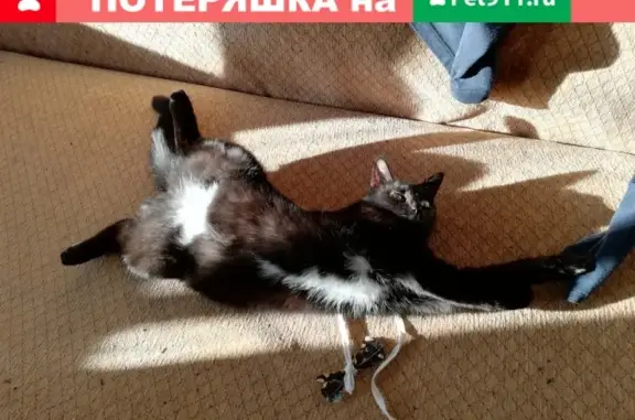 Пропала кошка в Иваново, вознаграждение за находку
