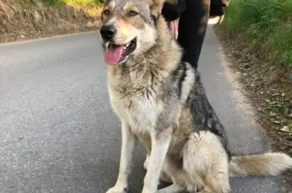 Найдена собака в ЛО, Всеволожский район