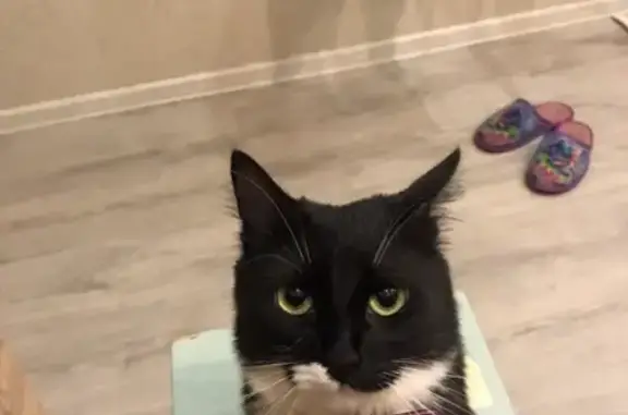 Потерянные животные Москва, фото: Пропала кошка Мася на ул. Чертановская 7к2, беременная.