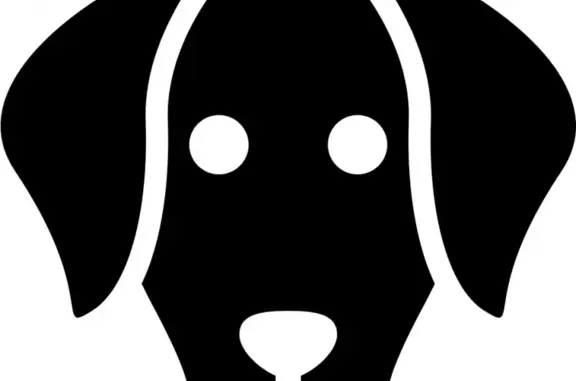 Найдена собака, Москва, фото: Найдена собака на Малой Бронной, возраст 3 года