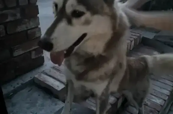 Найдена собака в Зеленоградске - ищем хозяев!