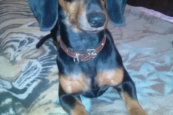 Собаки потеряшки, Калининград, фото: Потеряшка собака на ул. Гайдара, Калининград