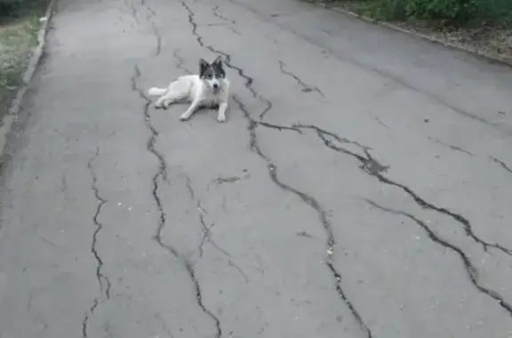 Собака найдена в Советском районе, Самара