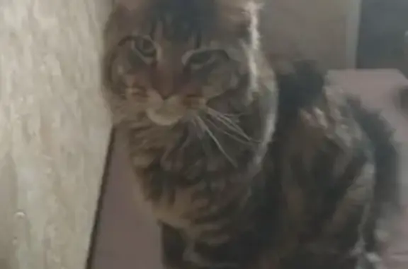 Пропала кошка Тигра на улице Комсомольская 1а в Щёлково