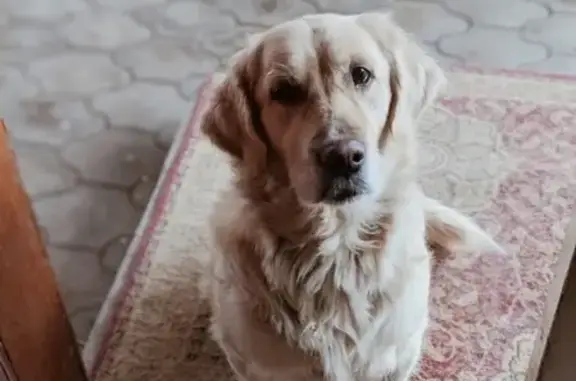 Пропала собака Берта, Краснодар, 9-й км. ул. Дзержинского