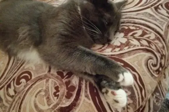 Потерянные животные Смоленск, фото: Пропала кошка на ул. Шевченко 67 в Смоленске