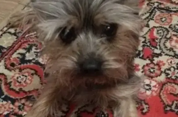 Собаки потеряшки, Уфа, фото: Потеряшка собака на ул. Космонавтов, 14 в Уфе