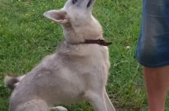 Найдена собака на Красном Кургане в СПб