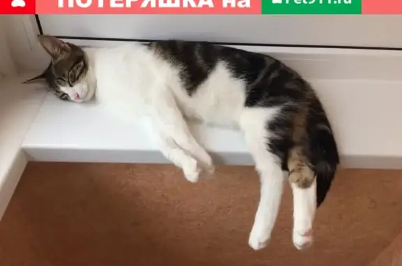 Пропала кошка в Лениногорске, район родника