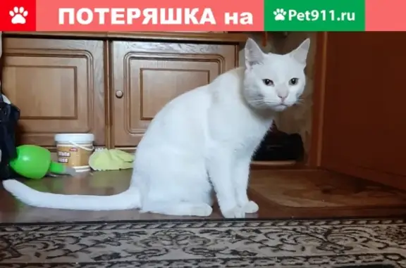 Найден белый кот на Подвойского, СПб