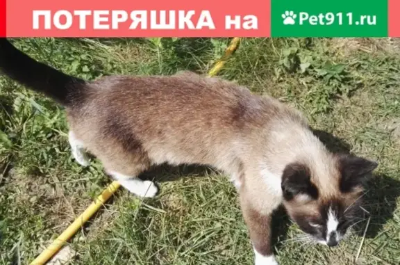 Найдена кошка в Жуковском лесу