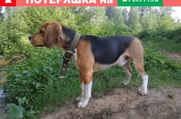 Пропала собака на ул. Барановская, Всеволожск.