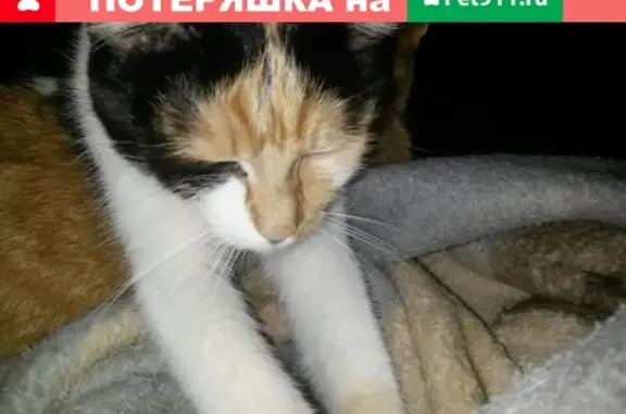 Пропала кошка в Иванова 16, Россия