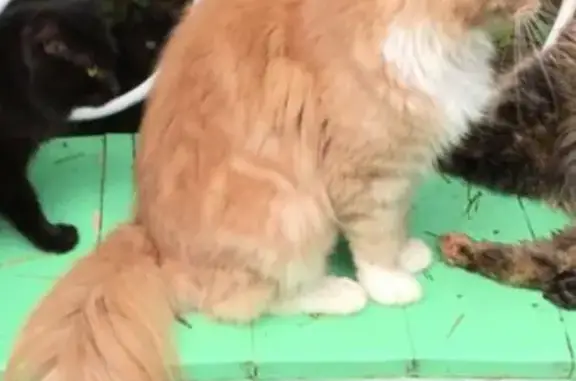 Пропала стерилизованная кошка Абрикоска в Великом Новгороде