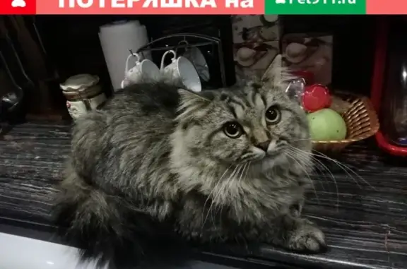 Кошки потеряшки, Киров, фото: Потеряшка кот на ул. Кирова, д.4. (Россия, Киров)