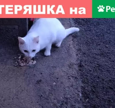 Найден белый кот в районе Баумана 237/2