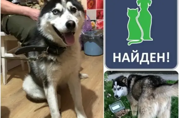 Найдена собака на Сельме #Калининград #НАЙДЕН_КОТОПЕС39
