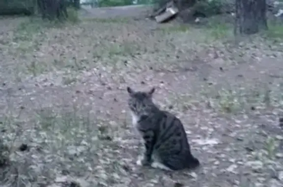 Пропал кот Тимофей в Озерске, пр. Ленина 3-7, возраст до 2 лет, серый с белыми задними лапами.