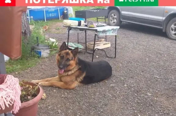 Собаки потеряшки, Уфа, фото: Потеряшка собака Муха, район остановки 75 школа, Уфа