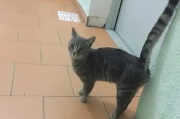Найдена кошка на Пирогова