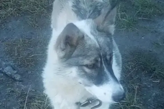 Пропала собака в Салехарде, Ямало-Ненецкий АО (тел. 4 35 20)