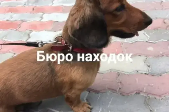 Собаки потеряшки, Архангельск, фото: Потеряшка такса в Архангельске