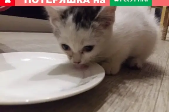 Найдена кошка на 2-й Миргородской 3 в Новосибирске