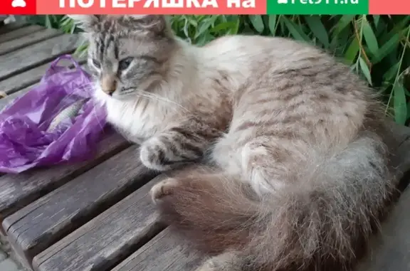 Найдена кошка возле озера в Пушкино