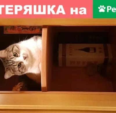 Кошки потеряшки, Москва, фото: Потеряшка кошка на ул. Кировоградской, Москва (вес 6кг, серо-белого цвета)