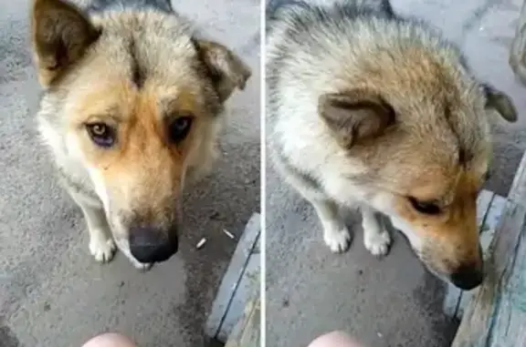 Найдена добрая крупная собака в Чехов-2