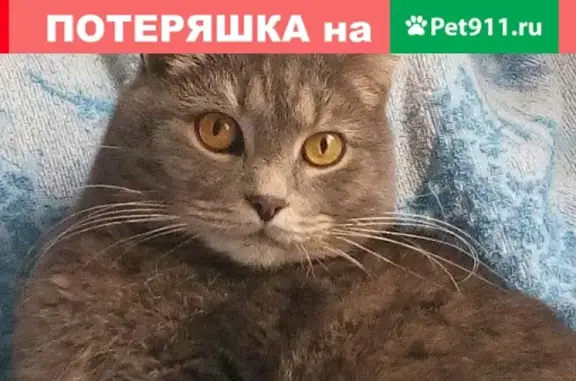 Пропал кот Гамми в деревне Бардино, Калужская область