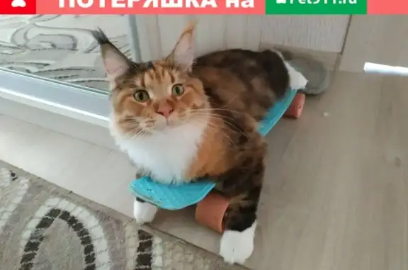 Кошки потеряшки, деревня Курадово, фото: Потеряшка трехцветная кошка в Курадово, Беларусь