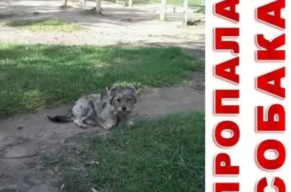 Пропала собака в деревне Окаемово, Сергиево-Посадский район