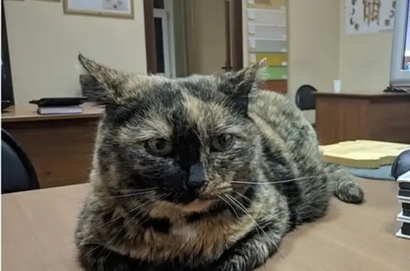 Объявления о пропавших и найденных животных, Москва, фото: Пропала кошка Масяня на ул. Енисейская, 46к2, оф. 215