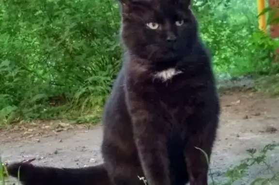 Найден домашний черный кот в Щукино, Москва