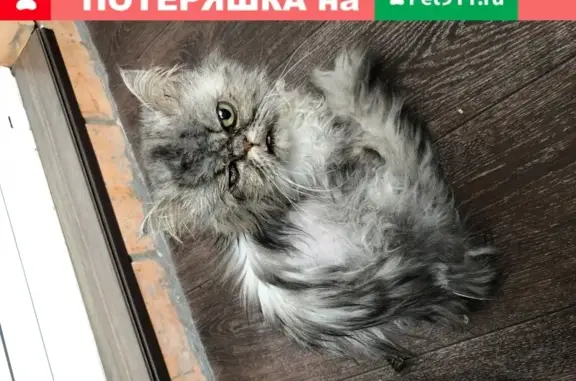 Найдена персидская кошка в Митинском парке