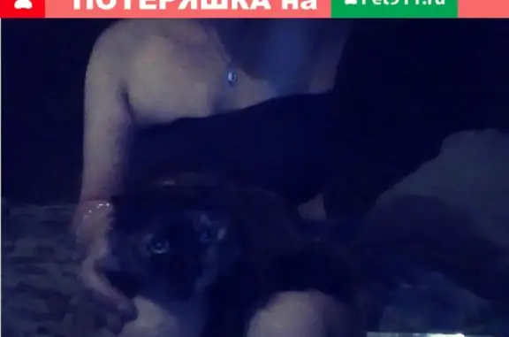 Пропала кошка на улице Нариманова, Ростов-на-Дону