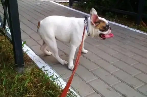 Найден дружелюбный пёс на Южно-Моравской улице