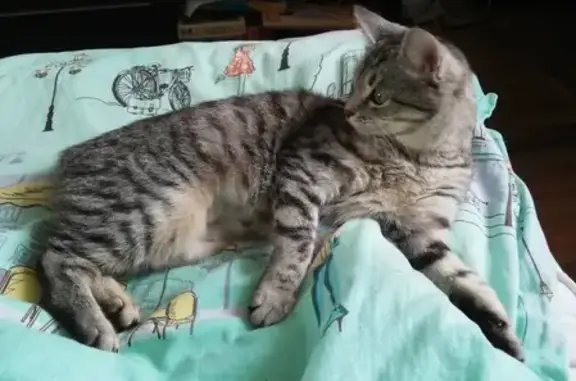 Кошки потеряшки, Москва, фото: Потеряшка кошка в Москве, Бирюлёвская 11 корп. 2 без хвоста.