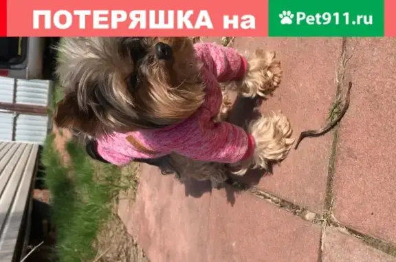 Собаки потеряшки, Москва, фото: Потеряшка собака Ева в СНТ Татищево, Московская область