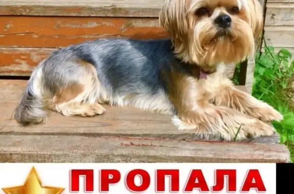 Пропала собака в Солнечногорском районе, вознаграждение гарантируем!