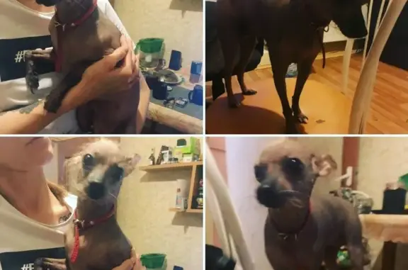 Найдена ласковая собака в Москве.