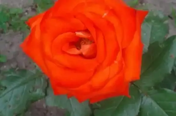 Собаки потеряшки, Москва, фото: Потеряшка собака в Москве.