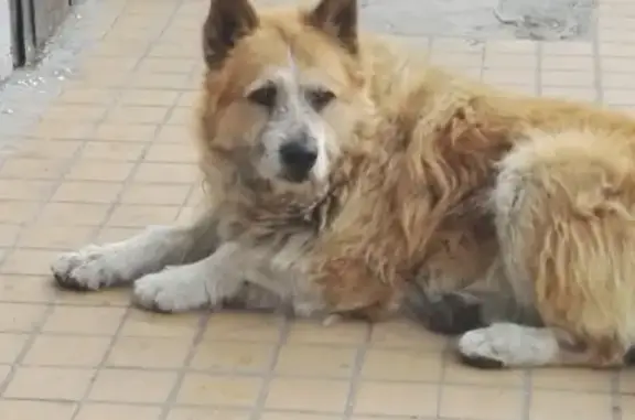 Найдена собака на Дубнинской улице, рыжая с белым