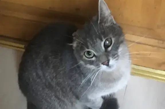 Кошки потеряшки, Москва, фото: Потеряшка кошка на Болотниковской улице 49!