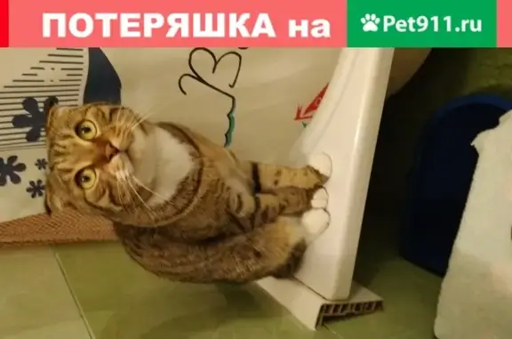 Кошки потеряшки, Черноморское, фото: Потеряшка кошка Барсик в Черноморском, помогите найти!