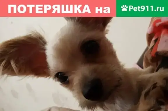 Собаки потеряшки, Москва, фото: Потеряшка собака Тифани на Средней Переяславской