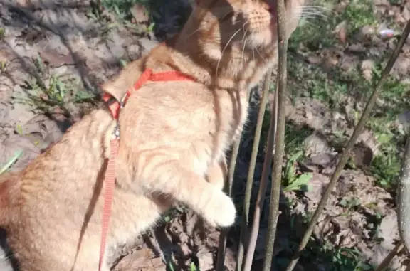 Пропала кошка Рыжий в Клине, Московская область